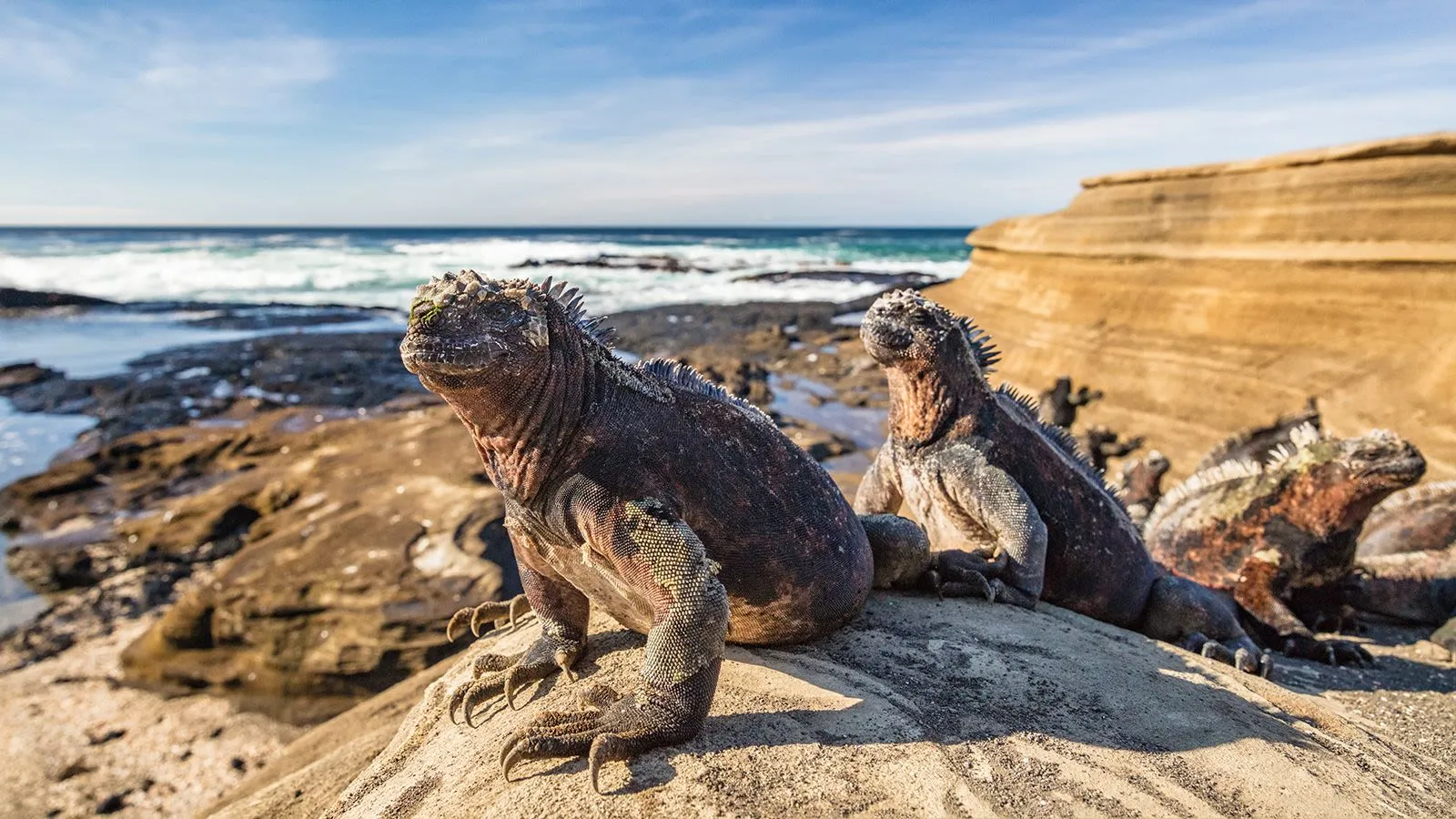 Iguana de Galápagos